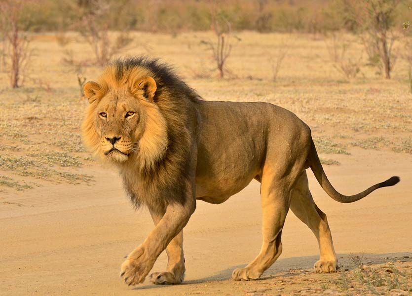 Lion in Hluhluwe Imfolozi on tour with Zulu Safaris