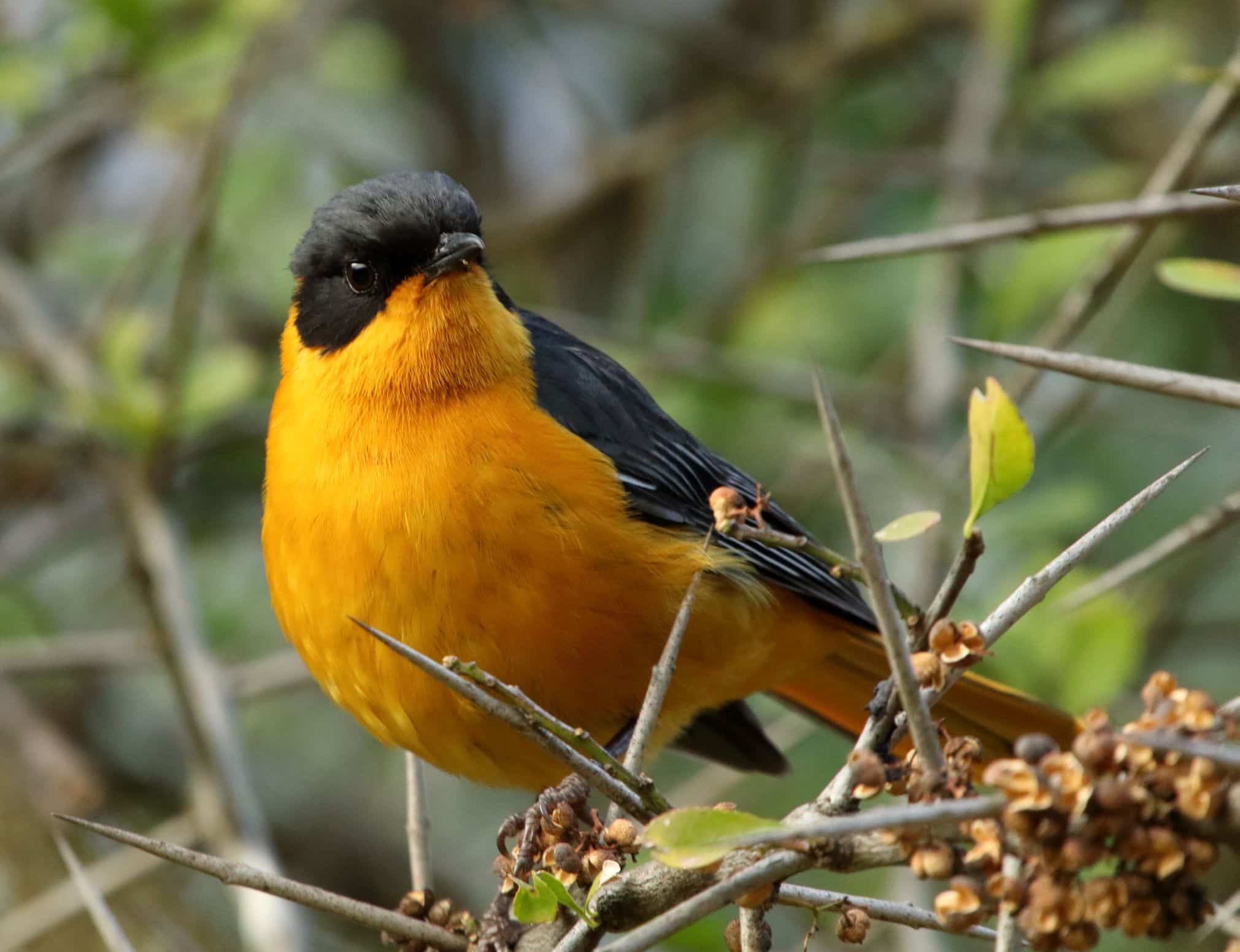 Chorister_Robin-Chat_2016_06_11_6798
