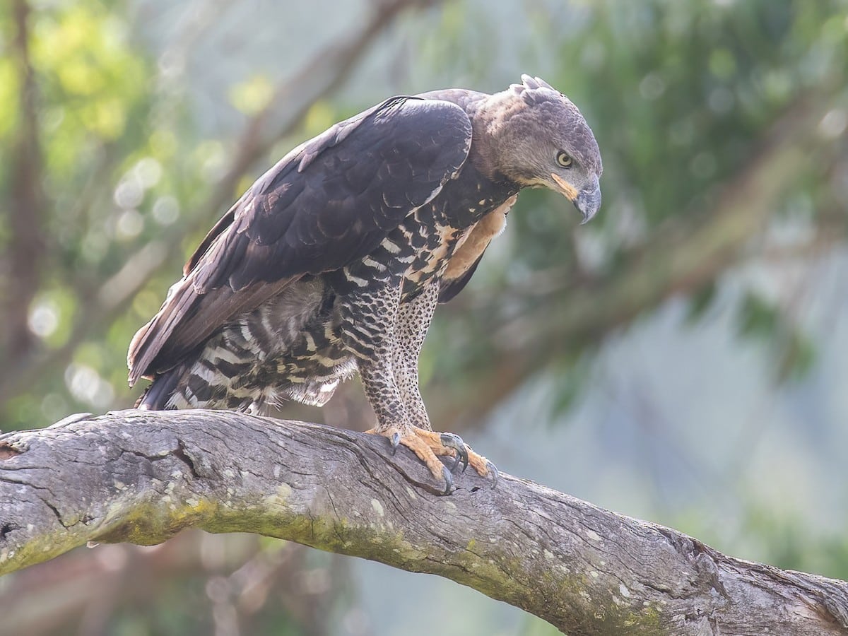 Crowned Eagle