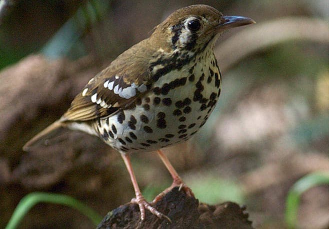 ThrushSpottedGround-2_658w